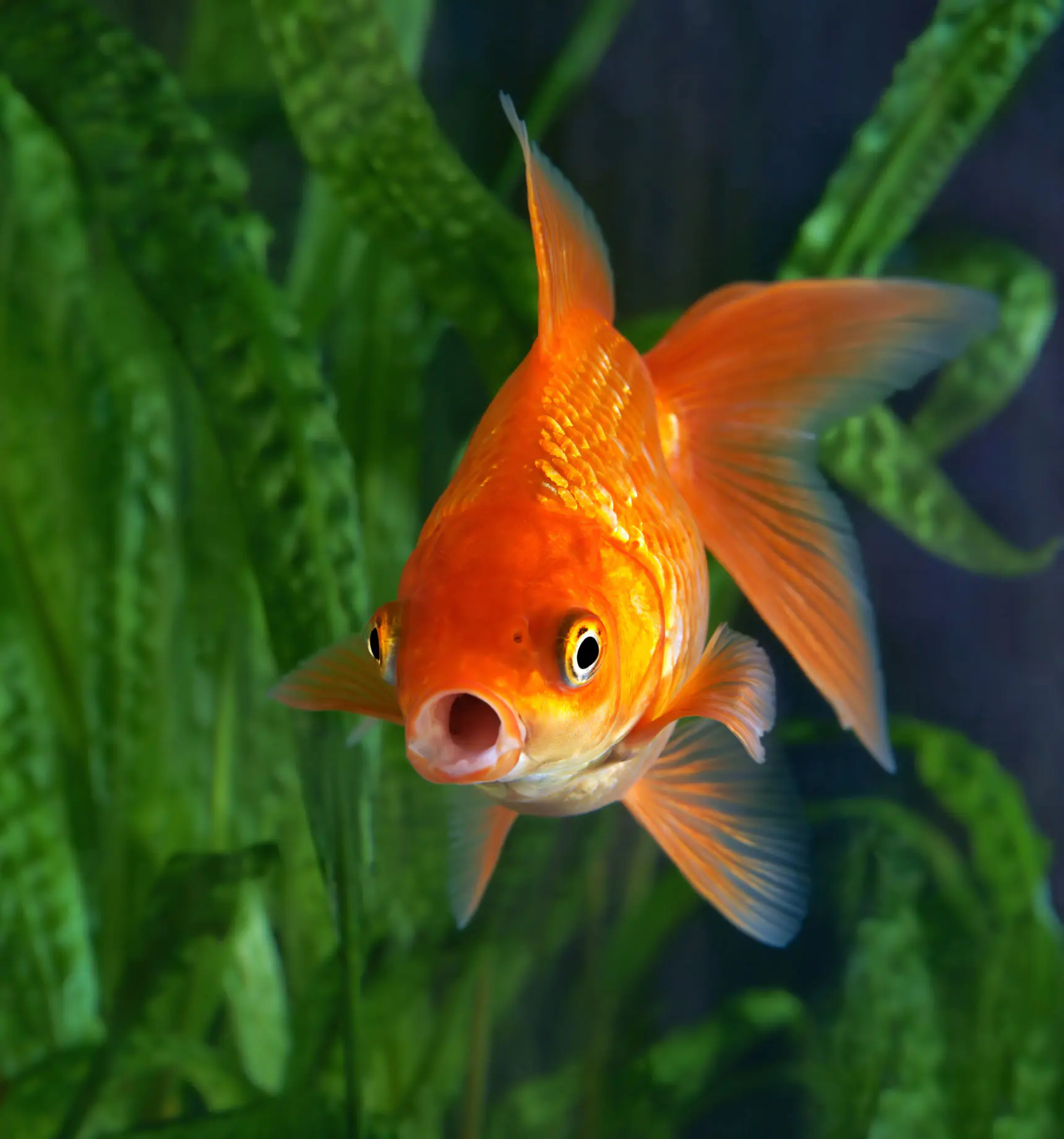 Fish - BlueBarn.Shop